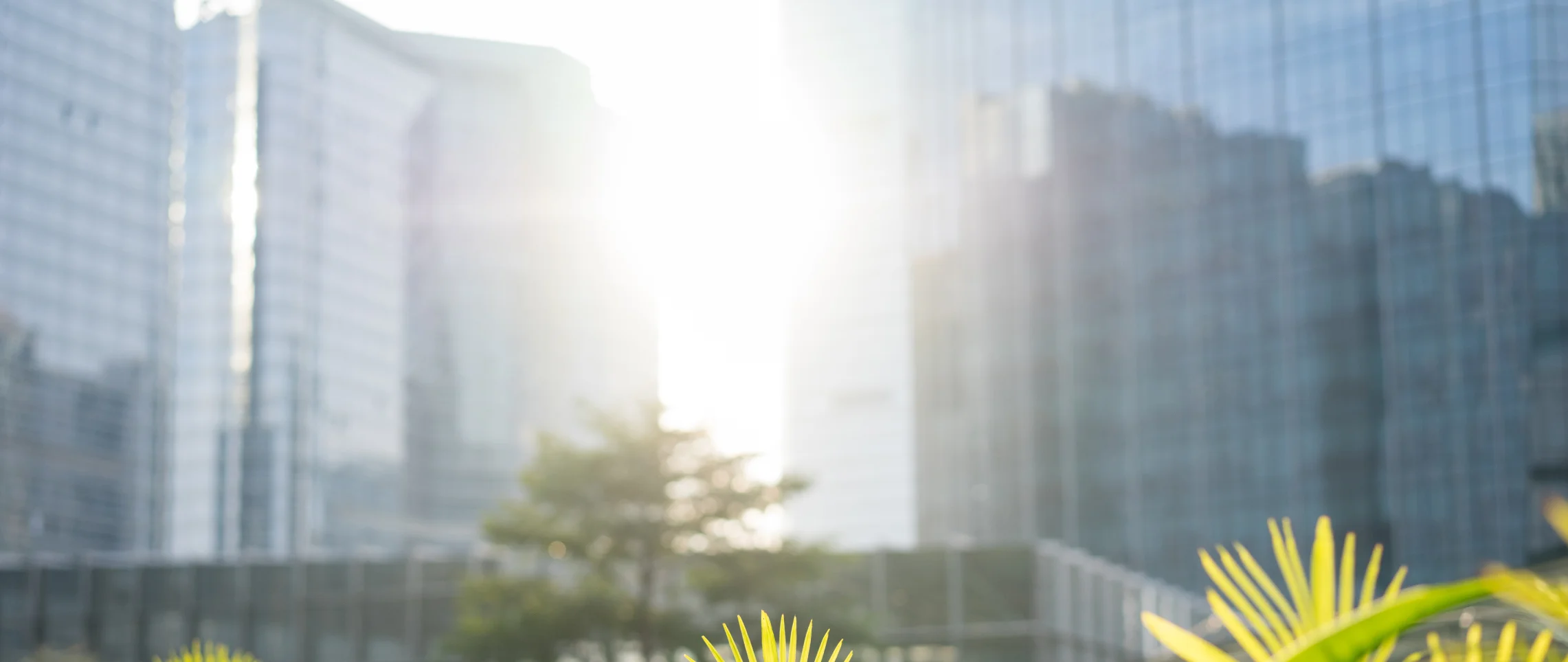 Unscharfe Hochhausfassaden mit Sonnenlicht und grünen Pflanzen im Vordergrund