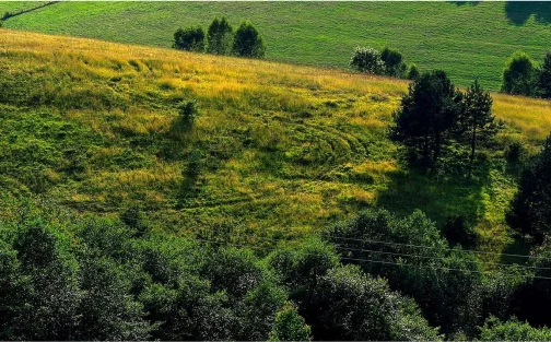 Hügelige grün-gelbe Wiese mit Bäumen aus der Vogelperspektive