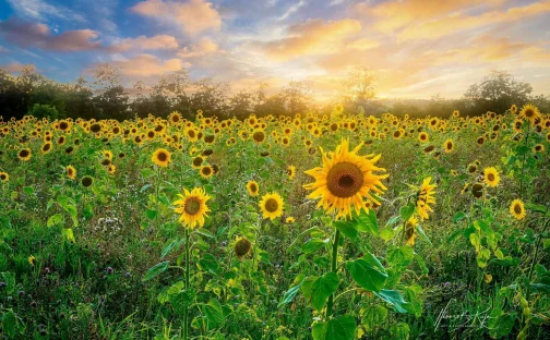 Blühendes Sonnenblumenfeld bei Sonnenuntergang mit Bäumen im Hintergrund