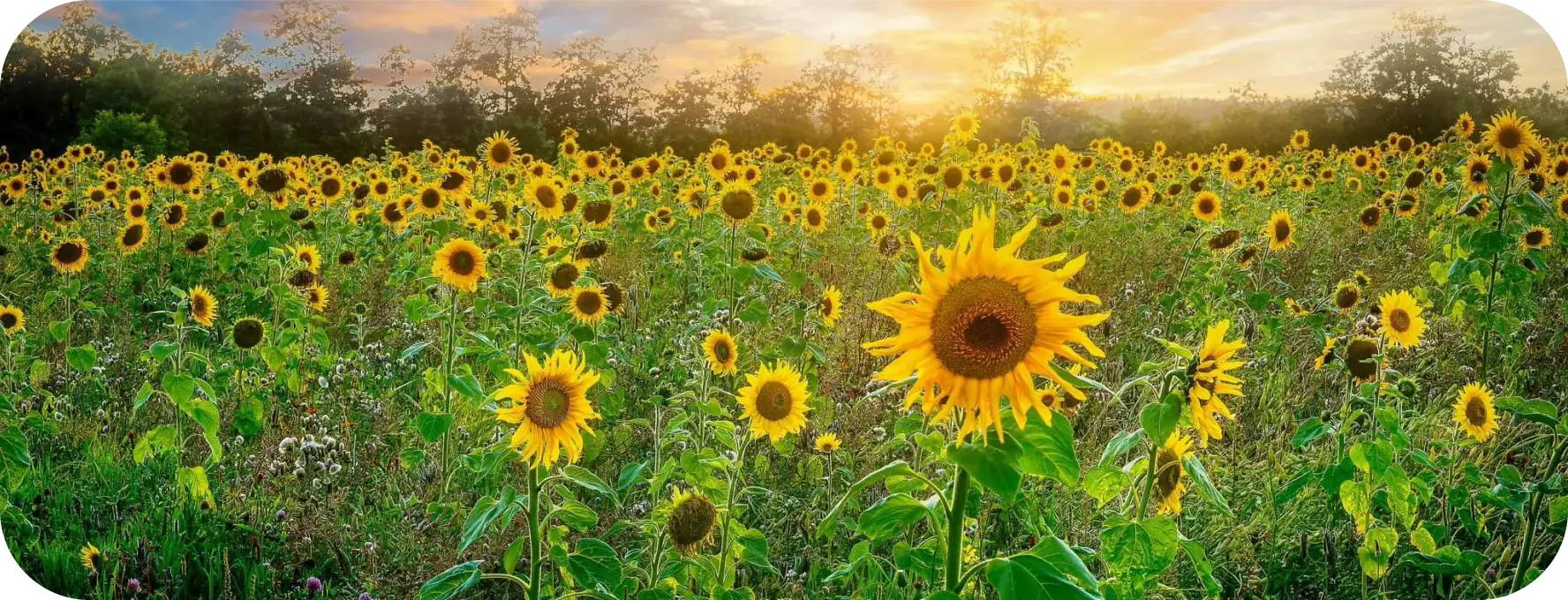 Blühendes Sonnenblumenfeld bei Sonnenuntergang mit Bäumen im Hintergrund