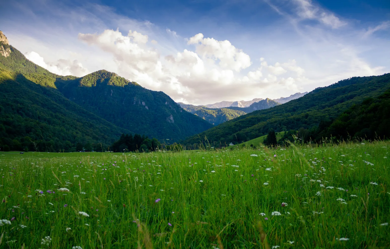 Grüne Bergwiese mit Wildblumen vor bewaldeten Alpenhängen und Wolkenhimmel
