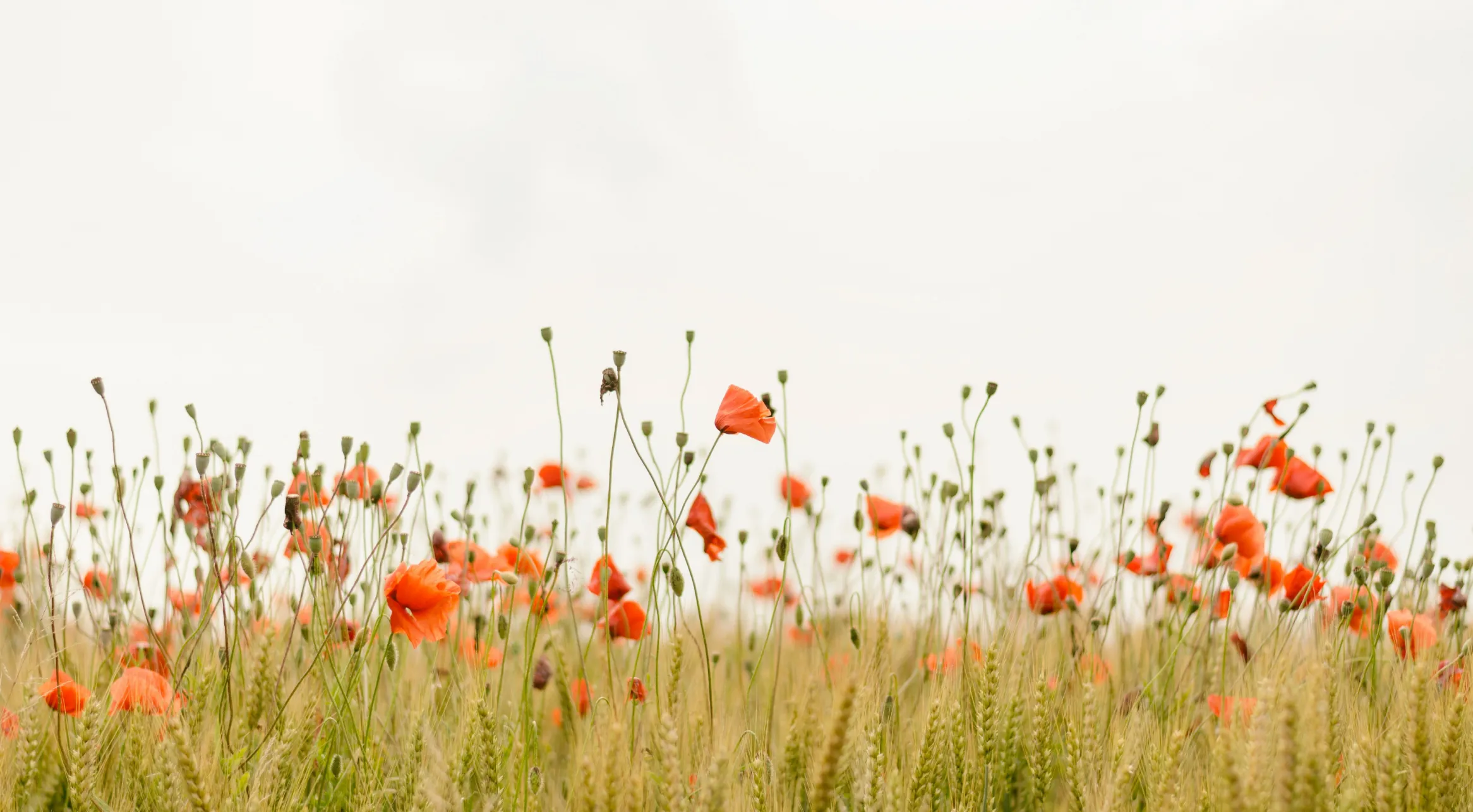 Rote Mohnblumen zwischen Getreidehalmen vor hellem, neblig-weißem Himmel